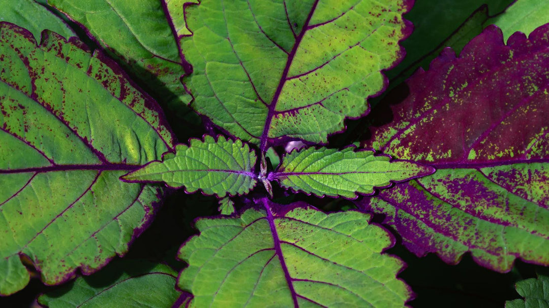 Solenostemon 'Special Effects' | Coleus Special Effects - Casey & Company