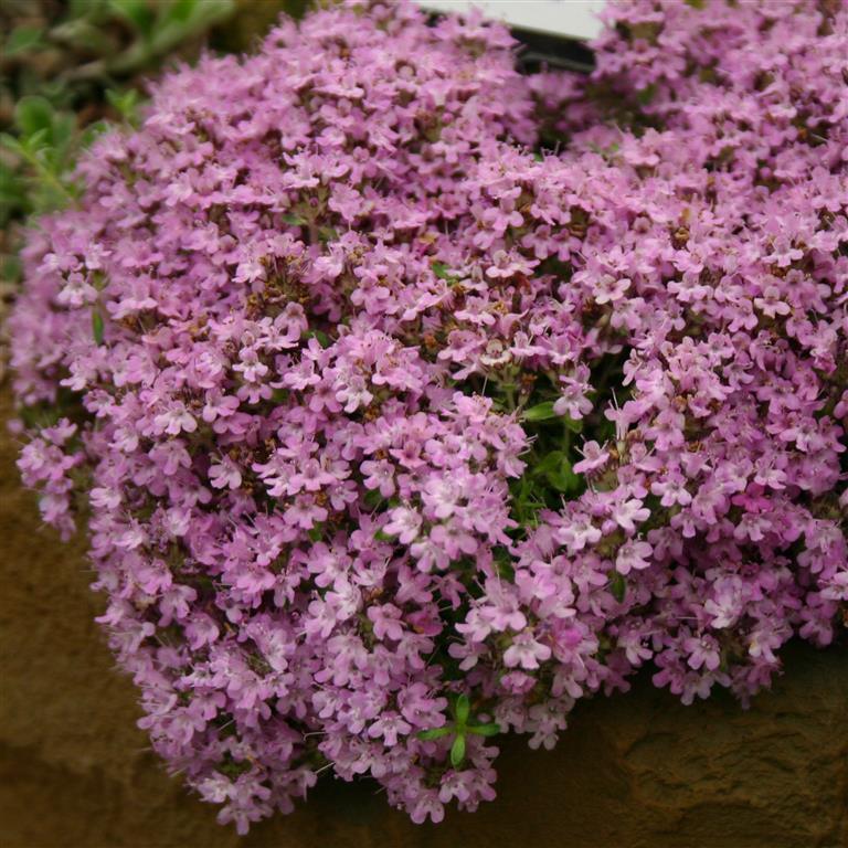 Silver thyme - FineGardening