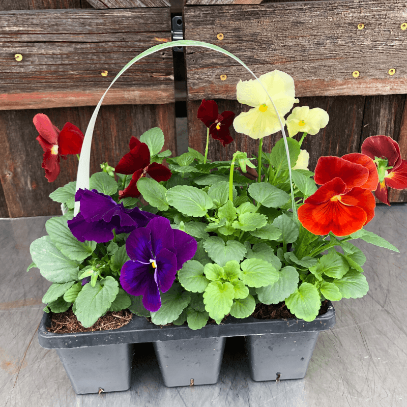 Pansy 6 Pack Mix - Casey & Company