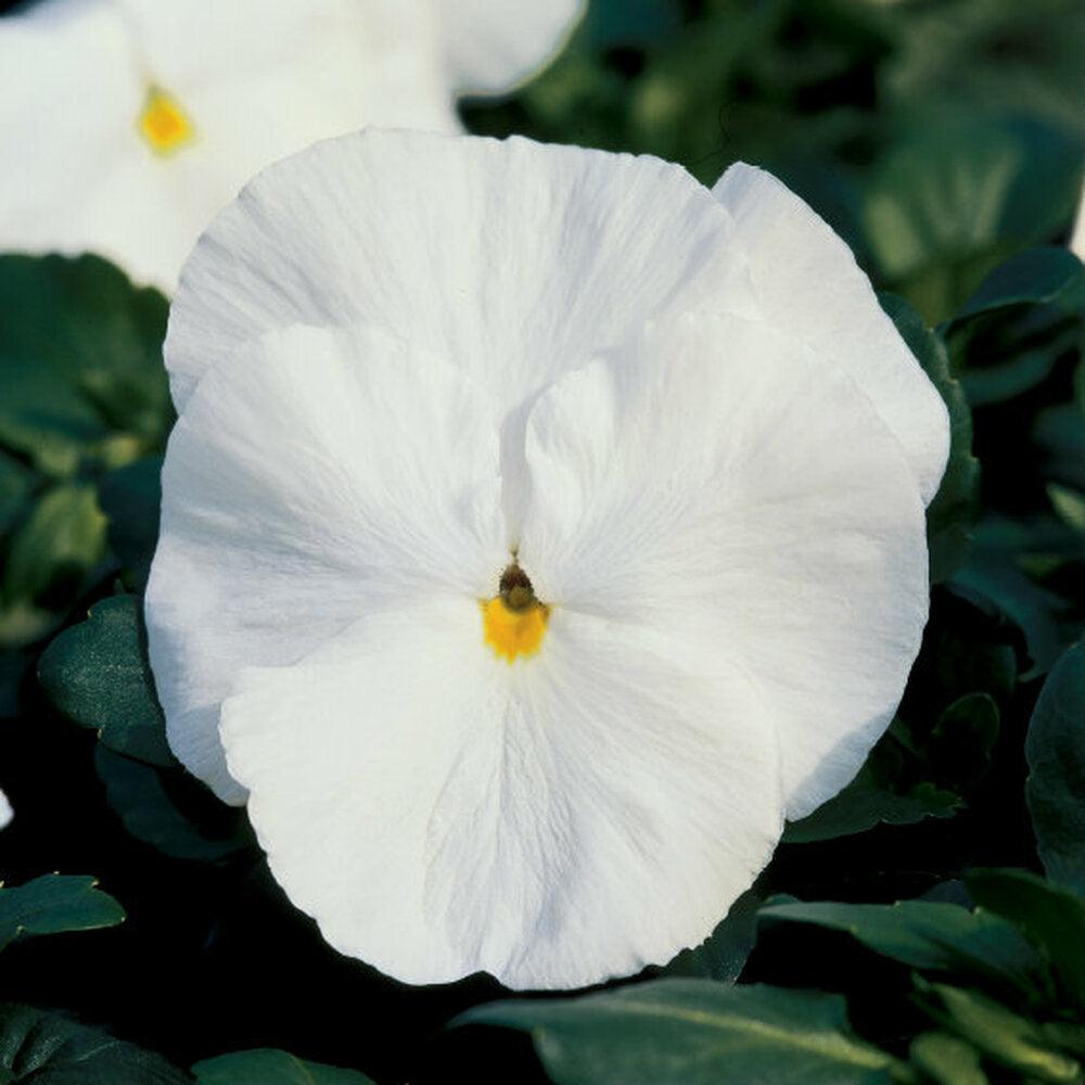 Viola x wittrockiana | Common Pansy Delta Premium Pure White - Casey & Company