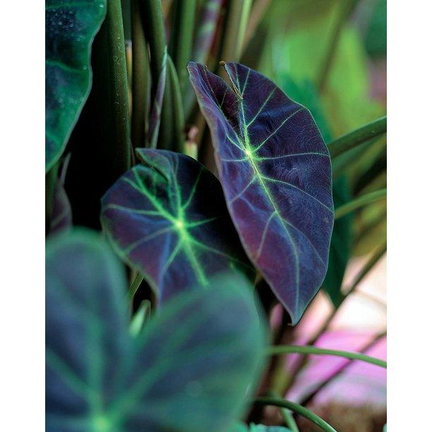 Colocasia esculenta 'Illustris'| Illustris Taro - Casey & Company