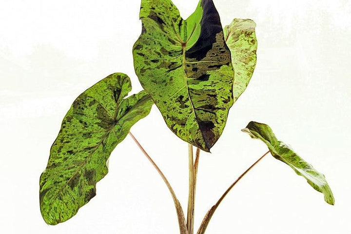 Colocasia esculenta 'Mojito'| Mojito Taro - Casey & Company