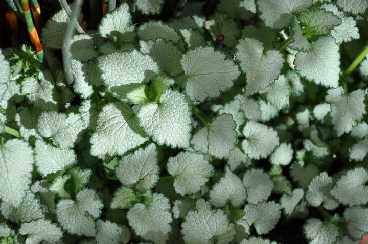 Lamium maculatum 'White Nancy' | White Nancy Dead Nettle - Casey & Company