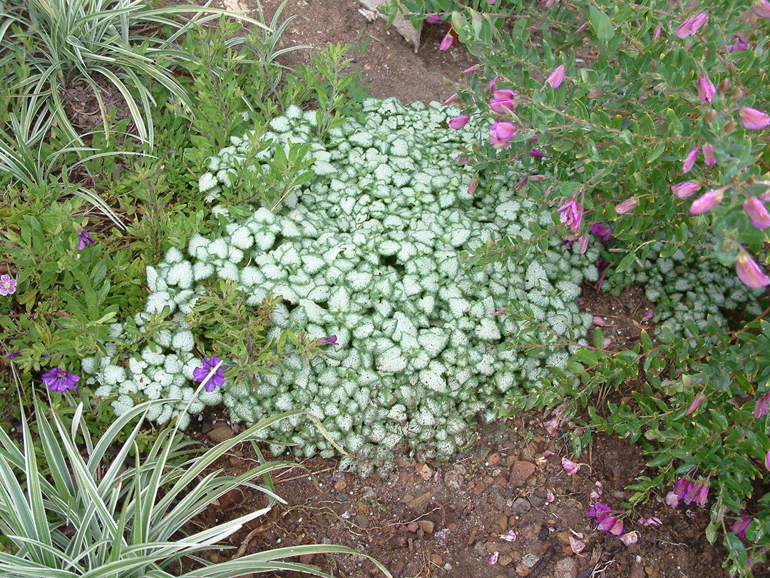 Lamium maculatum 'White Nancy' | White Nancy Dead Nettle - Casey & Company