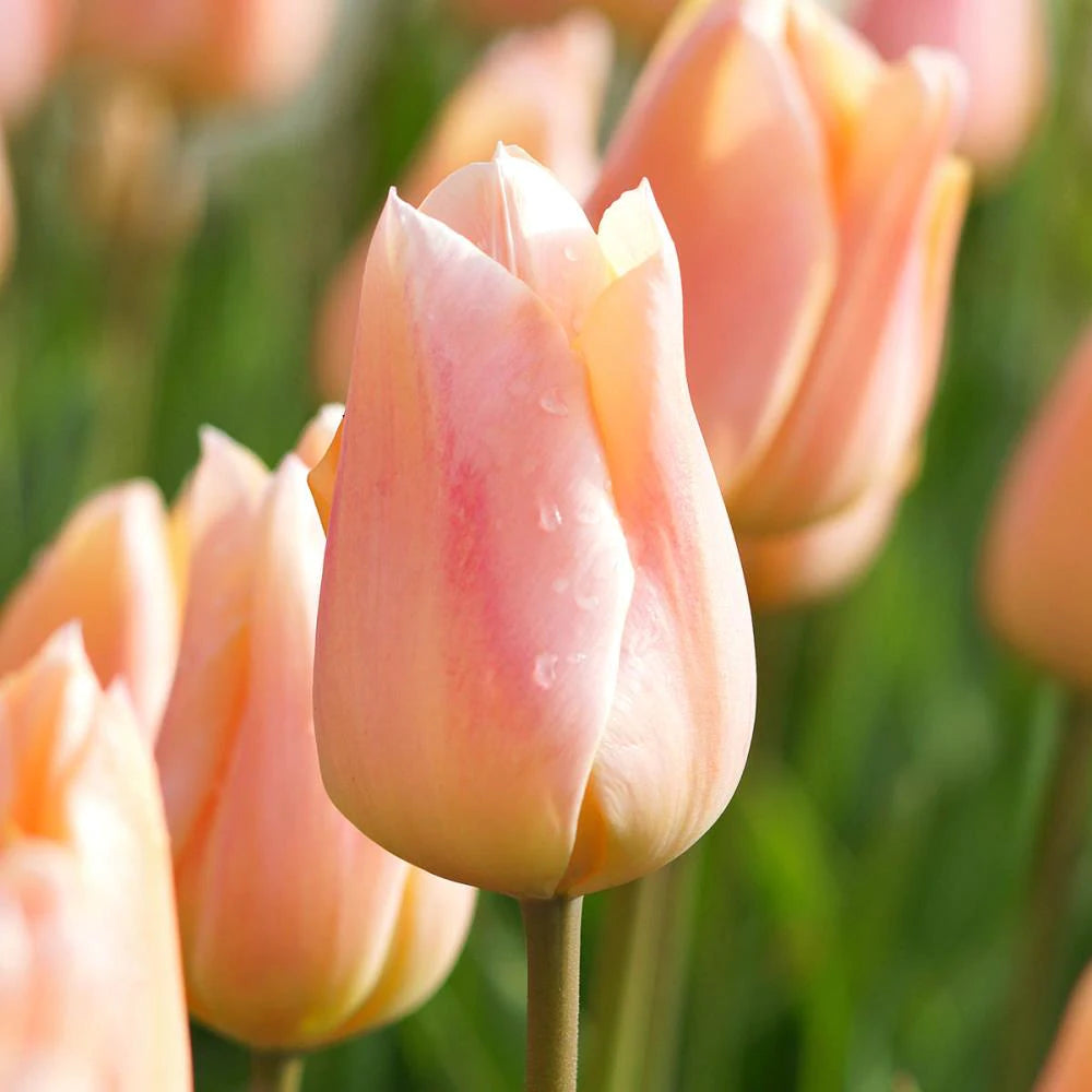 Tulip 'Apricot Beauty' - Casey & Company