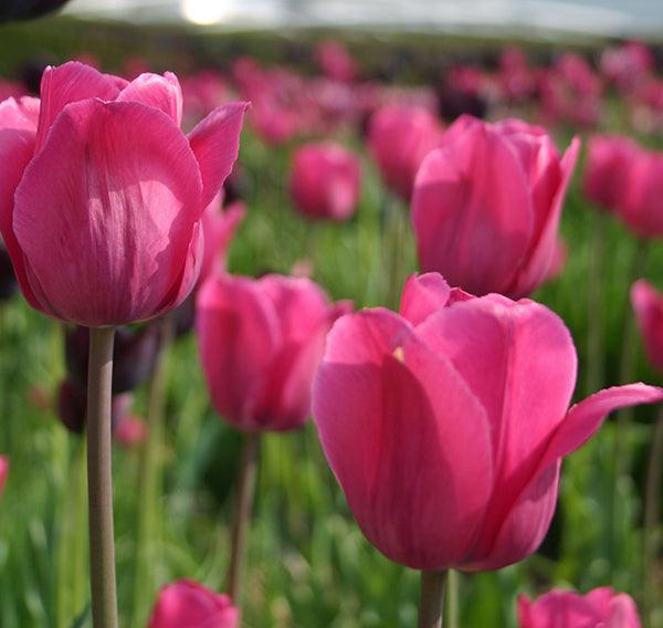 Tulipa 'Don Quichotte' | Mid Spring Triumph Tulip - Casey & Company