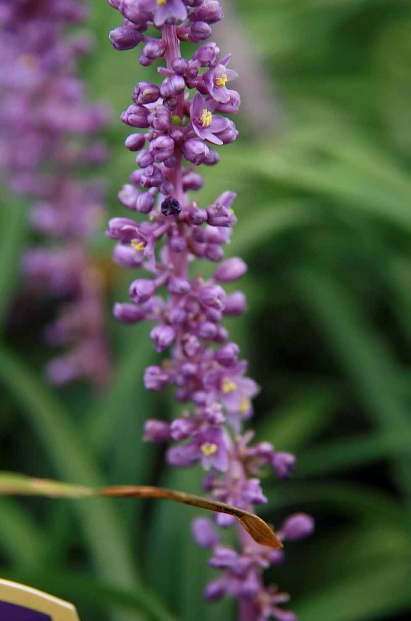 Liriope muscari 'Royal Purple' | Royal Purple Lily Turf - Casey & Company