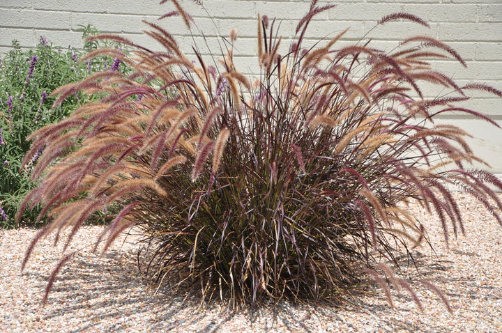 Pennisetum 'Rubrum' | Purple Fountain Grass - Casey & Company