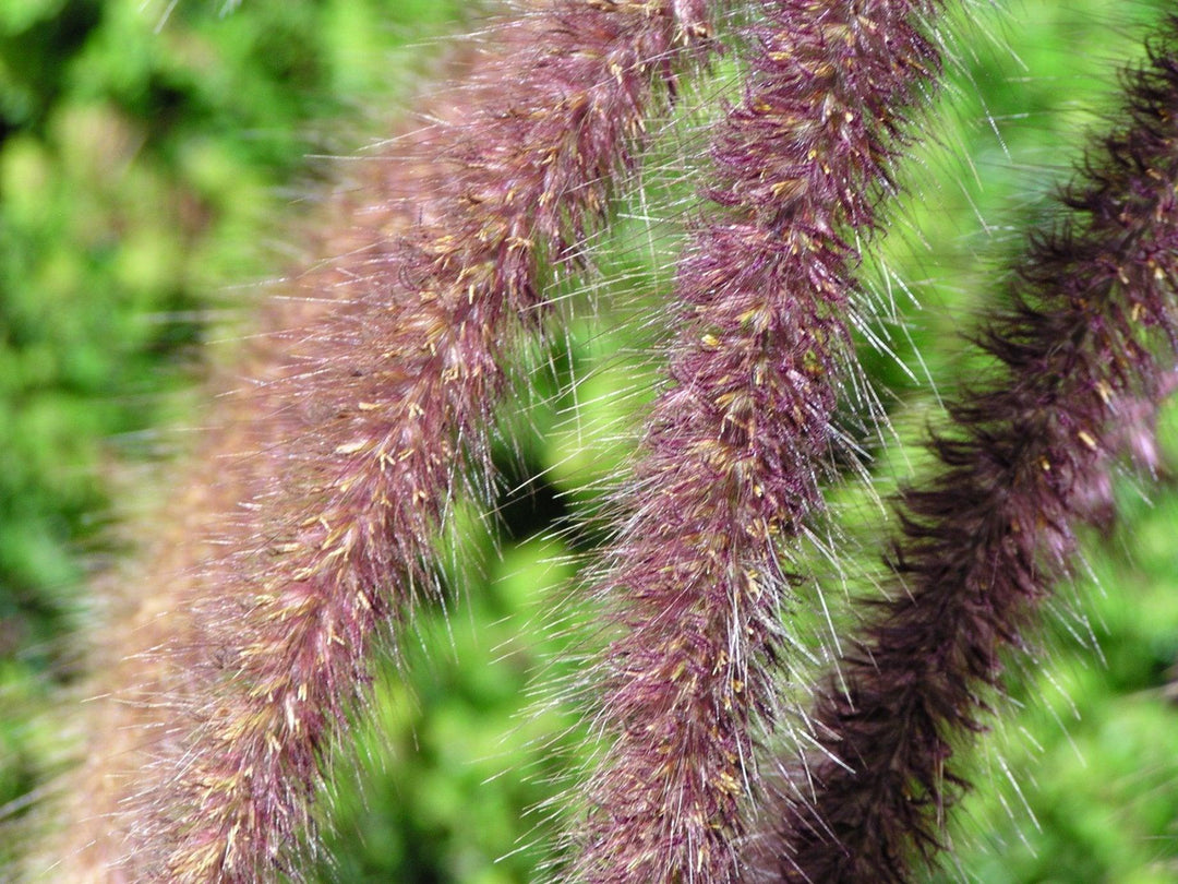 Pennisetum 'Rubrum' | Purple Fountain Grass - Casey & Company