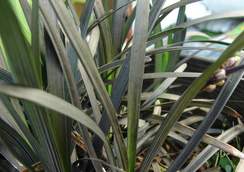 Ophiopogon planiscapus 'Nigrescens' | Black Mondo Grass - Casey & Company