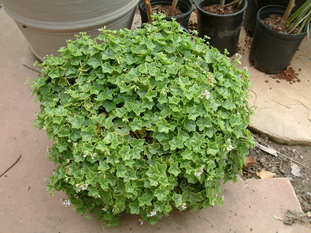Pelargonium peltatum | Ivy Geranium - Casey & Company