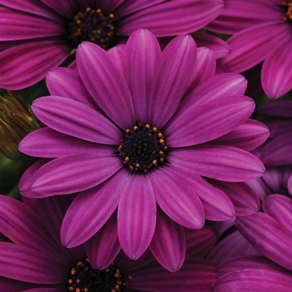 Osteospermum ecklonis 'Akila Purple' | African Daisy - Casey & Company