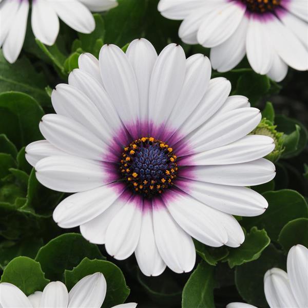 Osteospermum ecklonis 'Akila White Purple Eye' | African Daisy - Casey & Company