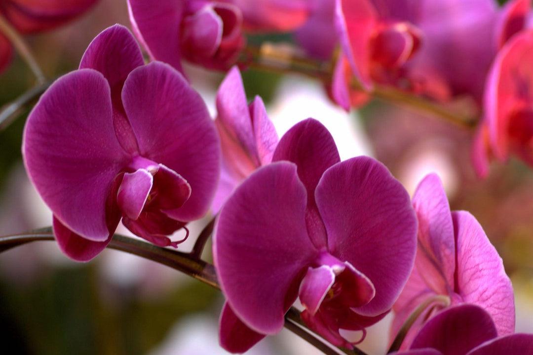 Phalaenopsis hybrids | Moth Orchids - Casey & Company