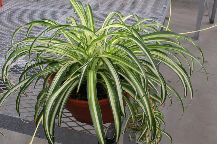 Chlorophytum comosum 'Variegatum' | Variegated Spider Plant - Casey & Company