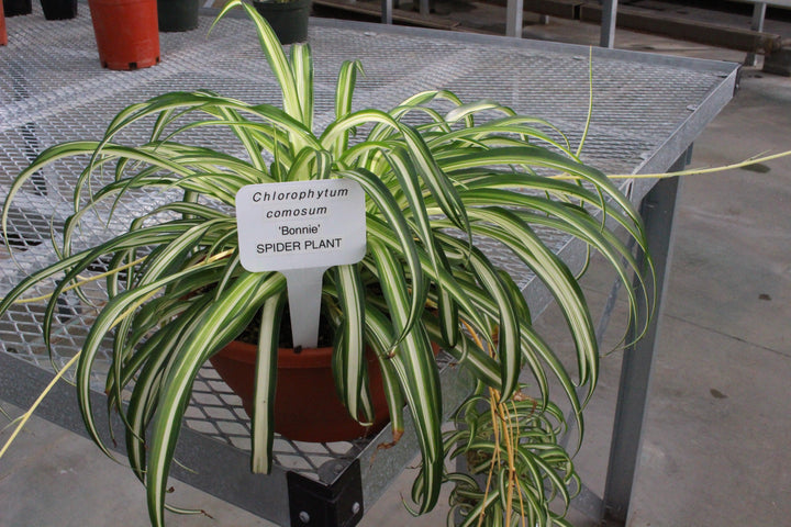Chlorophytum comosum 'Variegatum' | Variegated Spider Plant - Casey & Company