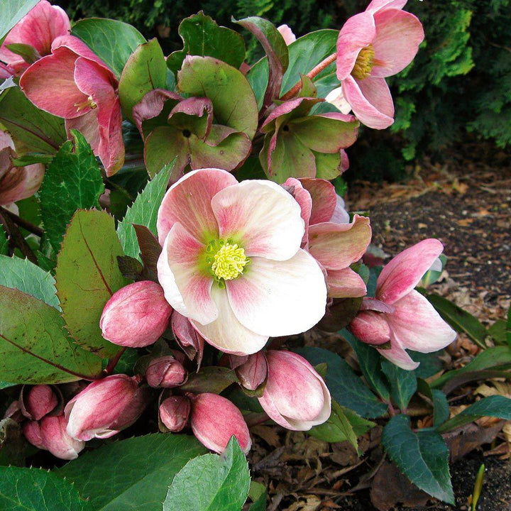 Helleborus 'Pink Frost' | Pink Frost Hellebore - Casey & Company