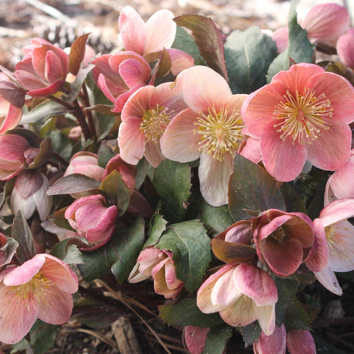 Helleborus 'Pink Frost' | Pink Frost Hellebore - Casey & Company