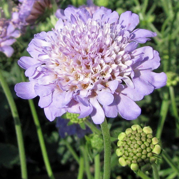 Scabiosa columbaria 'Butterfly Blue' | Butterfly Blue Pincushion Flower - Casey & Company