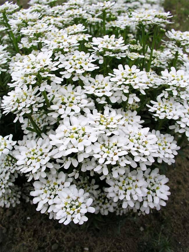 Iberis sempervirens 'Purity' | Purity Evergreen Candytuft - Casey & Company