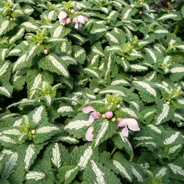 Lamium mac. 'Shell Pink' | Spotted Deadnettle - Casey & Company