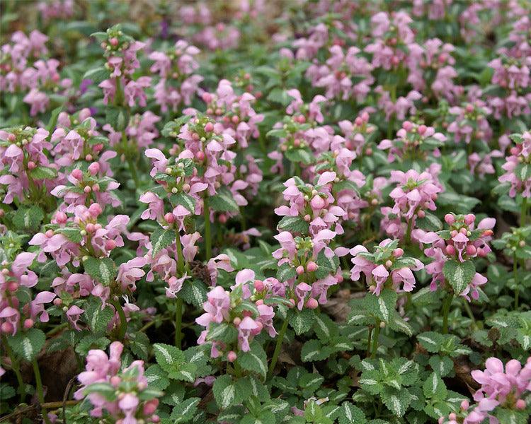 Lamium mac. 'Shell Pink' | Spotted Deadnettle - Casey & Company