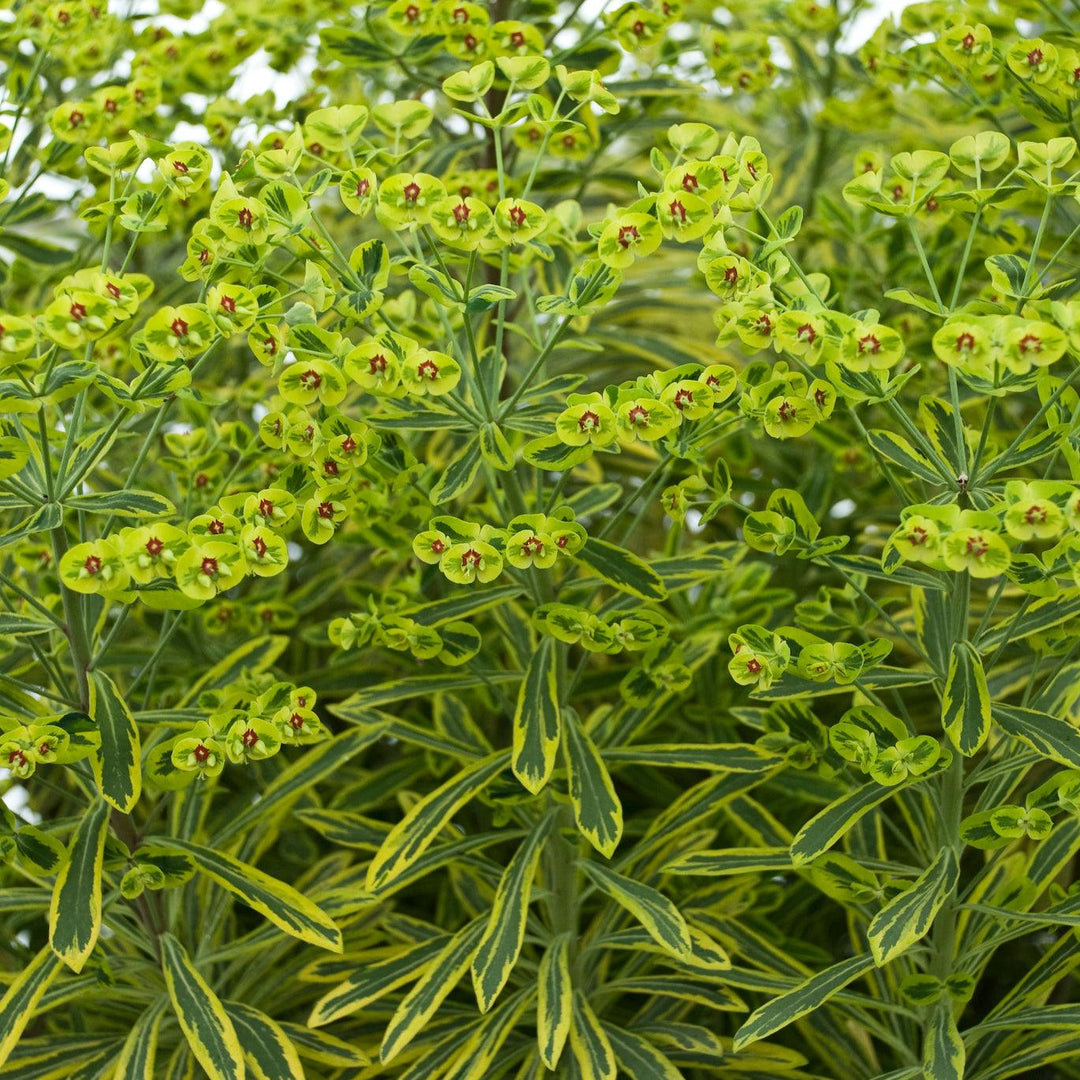 Euphorbia x martinii 'Ascot Rainbow' | Ascot Rainbow Spurge - Casey & Company
