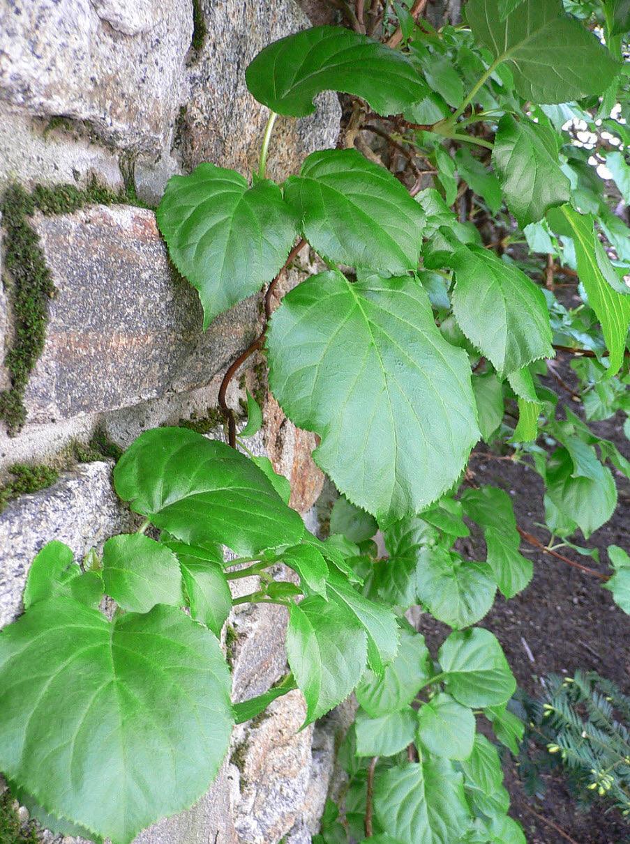 Hydrangea anomala petiolaris | Climbing Hydrangea - Casey & Company