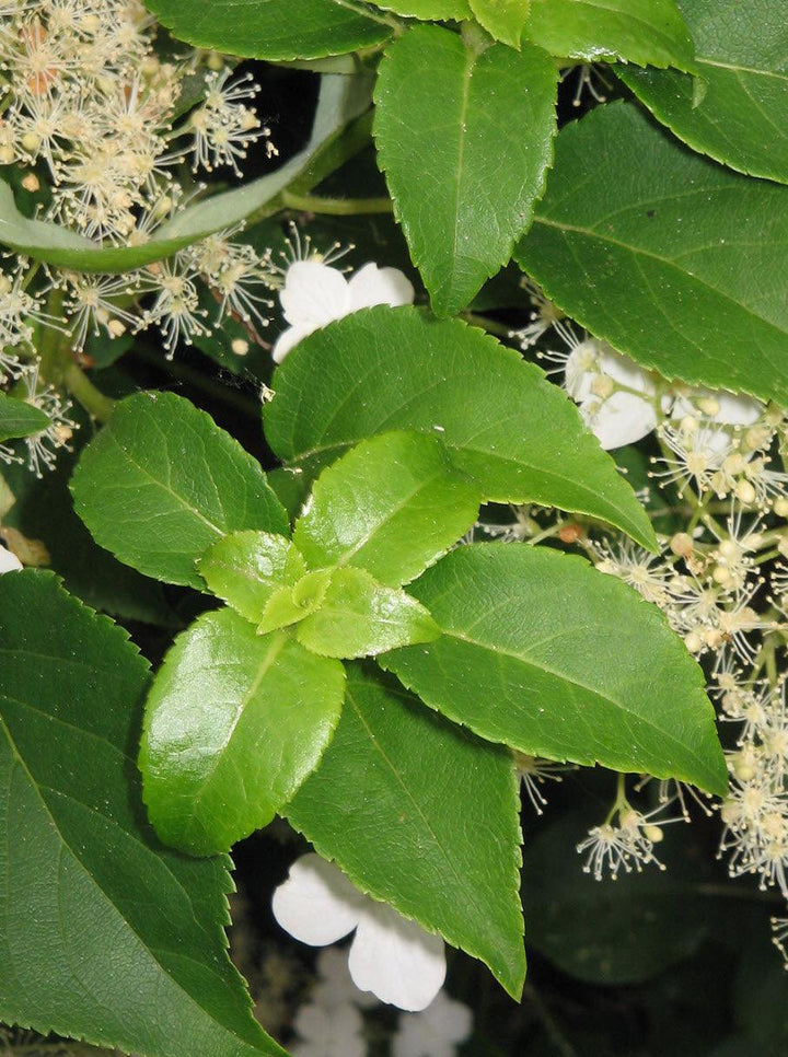 Hydrangea anomala petiolaris | Climbing Hydrangea - Casey & Company