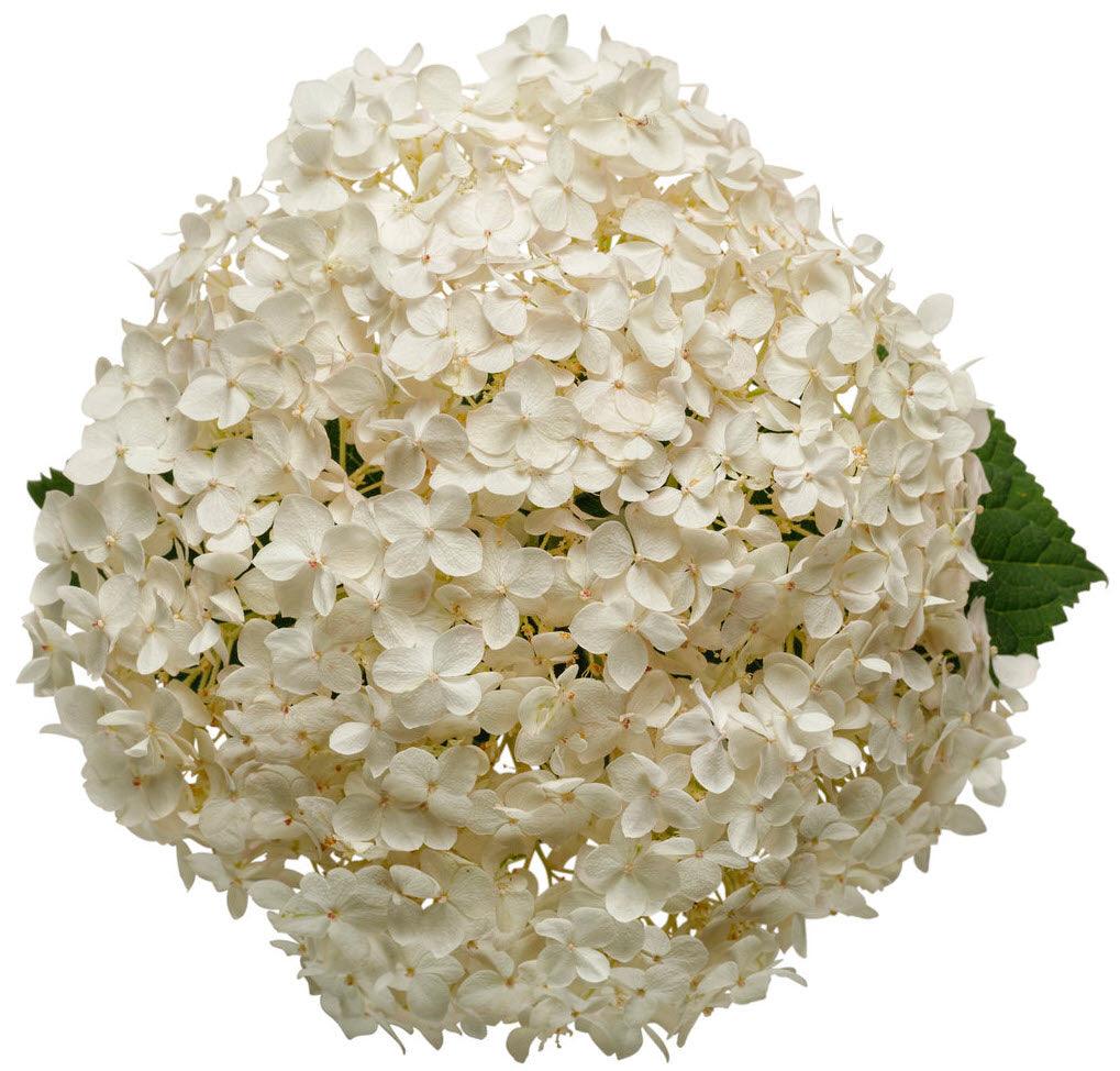 Hydrangea arb. 'Invincibelle Wee White' | Invincibelle Wee White Hydrangea - Casey & Company