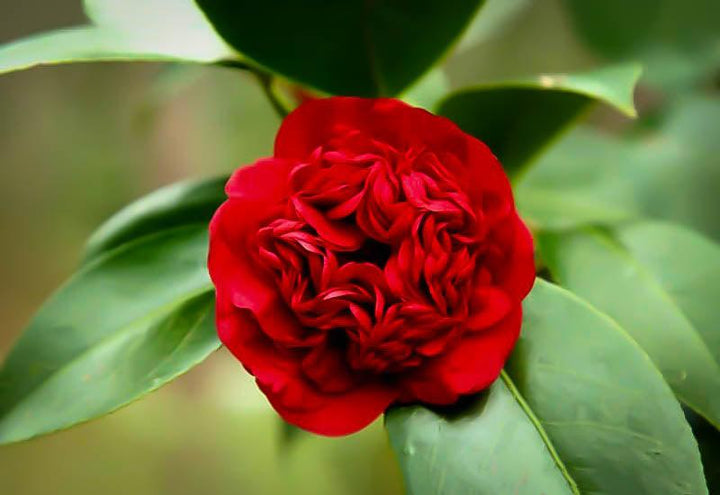 Camellia japonica 'Professor Charles S. Sargent' - Casey & Company