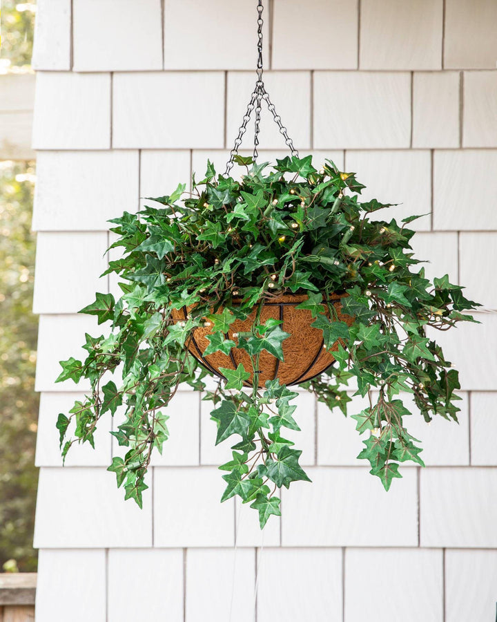Assorted Ivy | Hanging Basket - Casey & Company