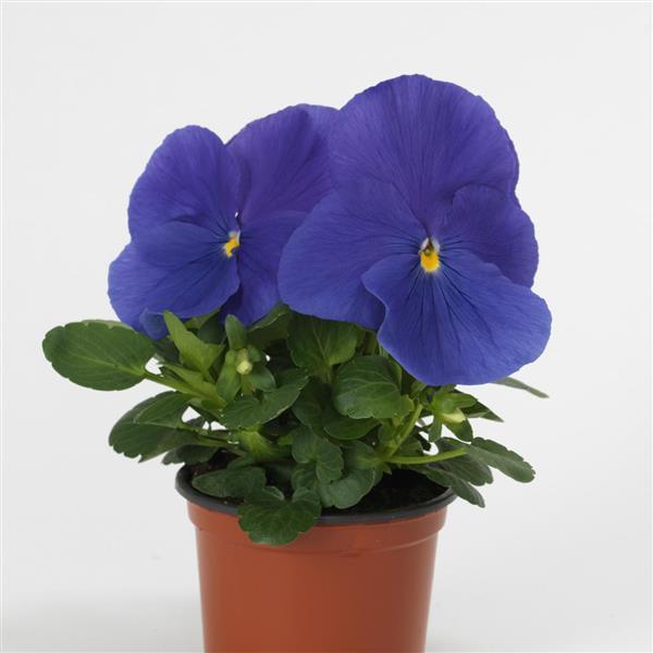Viola x wittrockiana | Common Pansy Matrix True Blue - Casey & Company