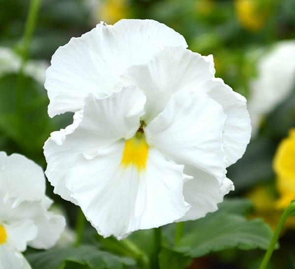 Viola x wittrockiana | Common Pansy Matrix White - Casey & Company