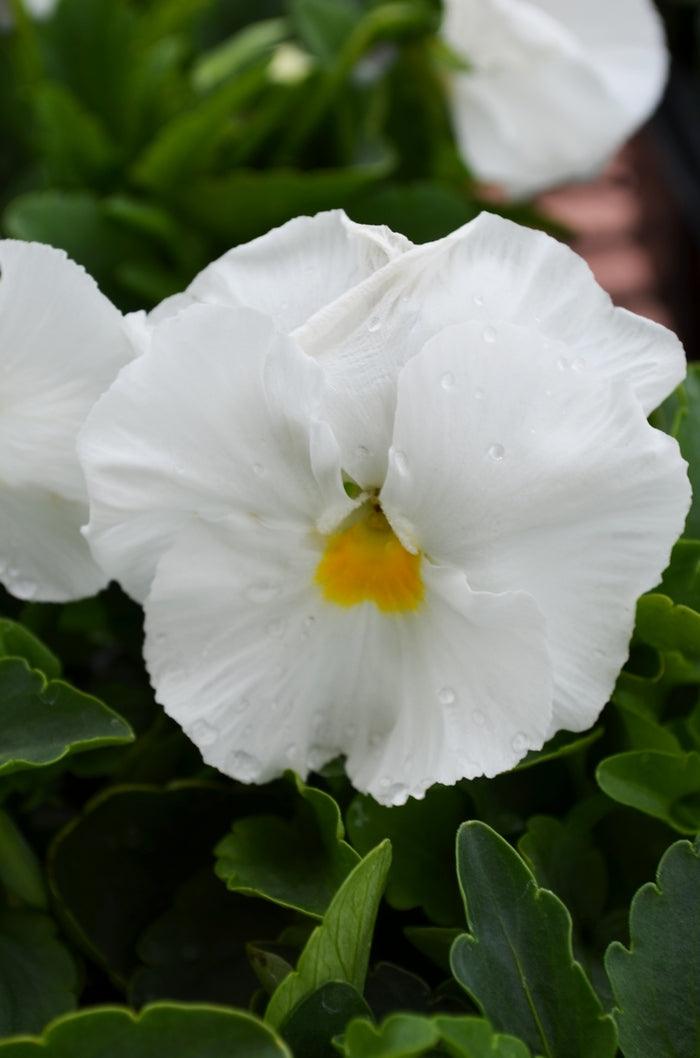 Viola x wittrockiana | Common Pansy Matrix White - Casey & Company