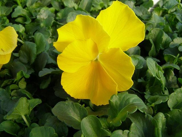 Viola x wittrockiana | Common Pansy Matrix Yellow - Casey & Company