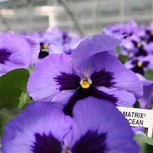 Viola x wittrockiana | Common Pansy Matrix Blue Blotch - Casey & Company