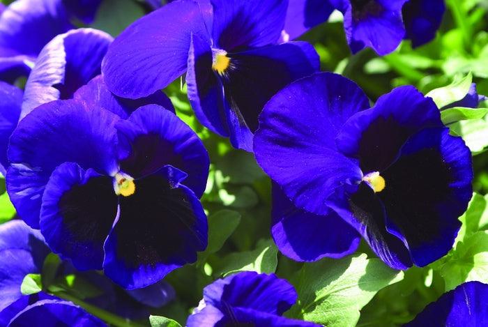 Viola x wittrockiana | Common Pansy Matrix Deep Blue Blotch - Casey & Company