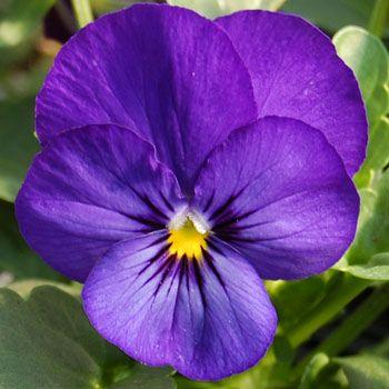 Viola cornuta | Penny Deep Blue - Casey & Company