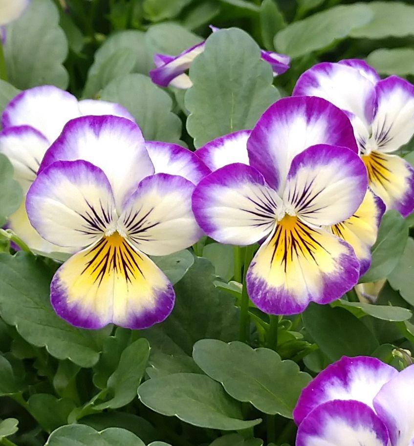 Viola cornuta | Penny Purple Picotee - Casey & Company