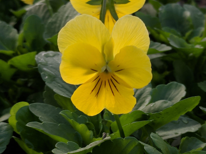 Viola cornuta | Penny Yellow - Casey & Company