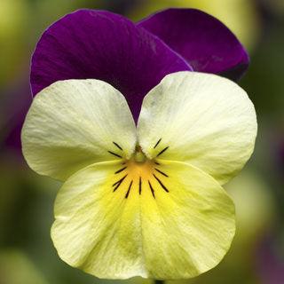 Viola cornuta | Penny Yellow Jump Up - Casey & Company