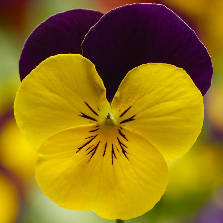 Viola cornuta | Penny Yellow Jump Up - Casey & Company