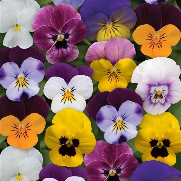 Viola cornuta | Sorbet Spring Select Mix - Casey & Company