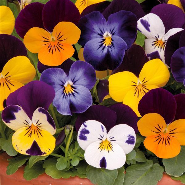 Viola cornuta | Sorbet Spring Select Mix - Casey & Company