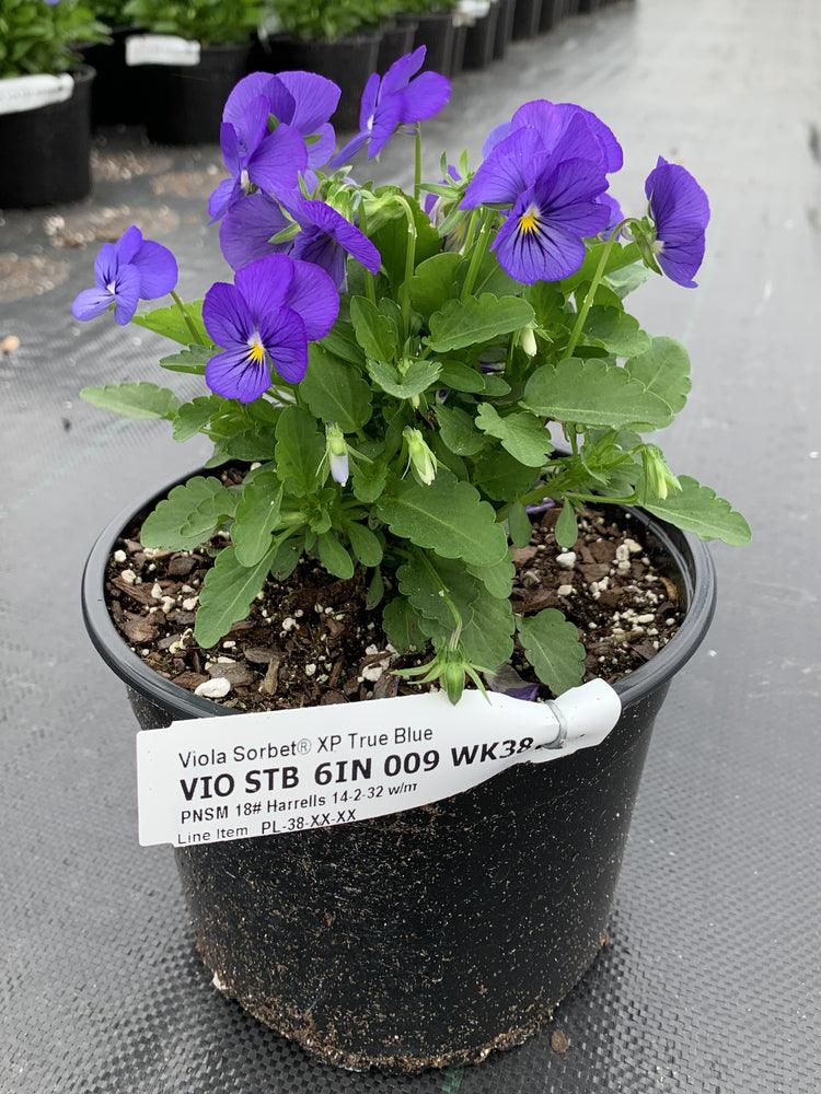 Viola cornuta | Sorbet True Blue - Casey & Company