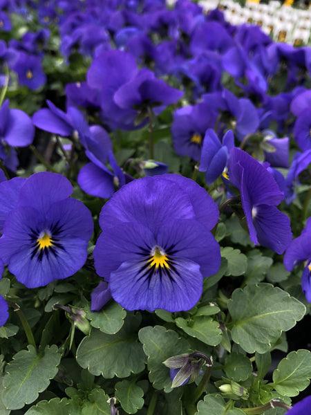 Viola cornuta | Sorbet True Blue - Casey & Company