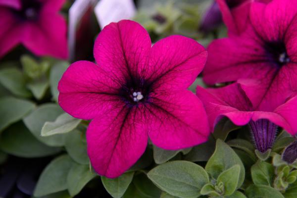 Petunia x hybrida 'Dreams Burgundy' | Single Grandiflora Petunia - Casey & Company