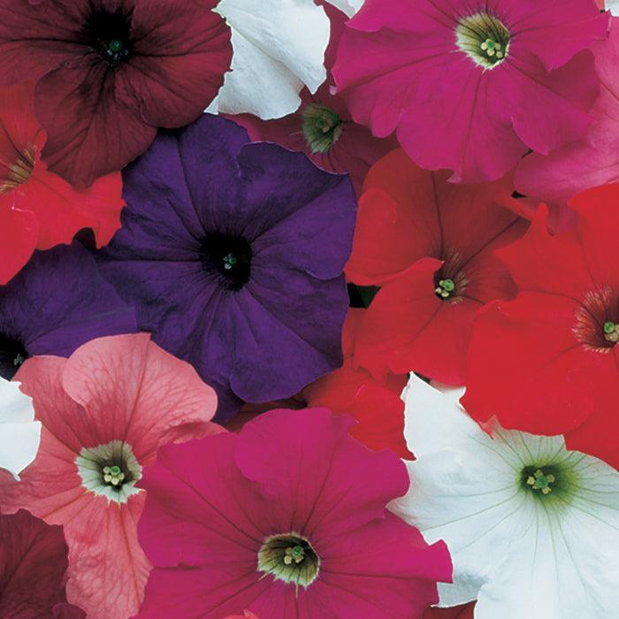 Petunia x hybrida 'Dreams Mix' | Single Grandiflora Petunia - Casey & Company