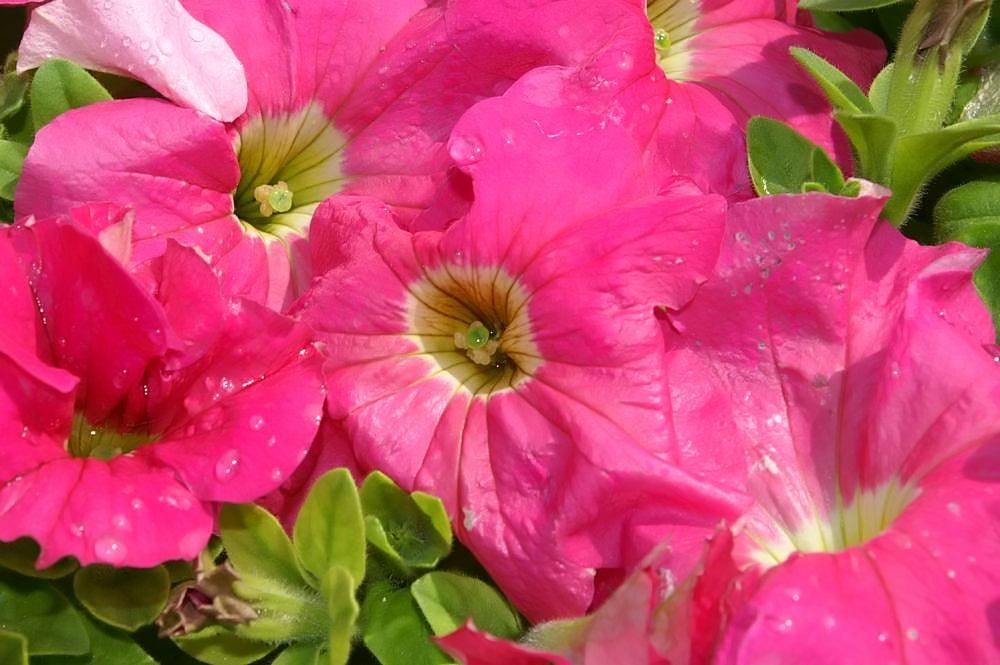 Petunia x hybrida 'Dreams Pink' | Single Grandiflora Petunia - Casey & Company